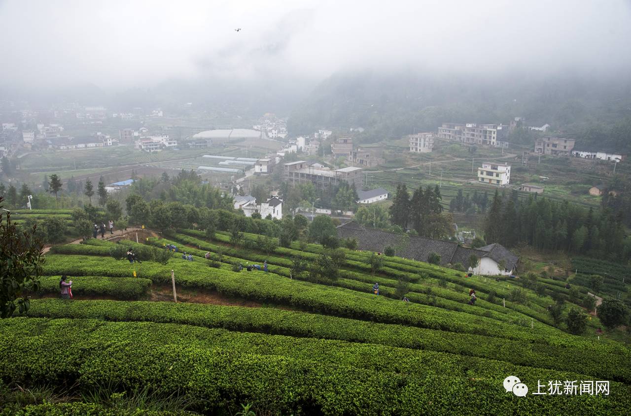从长沙到武夷山，一场说走就走的茶香之旅